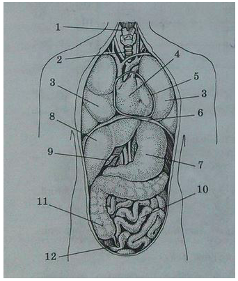 Название полостей человека. Анатомия человека внутренние органы 5 класс. Анатомия органы грудной и брюшной полости. Внутренние органы человека рисунок. Строение грудной и брюшной полости человека.